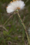 Coltsfoot